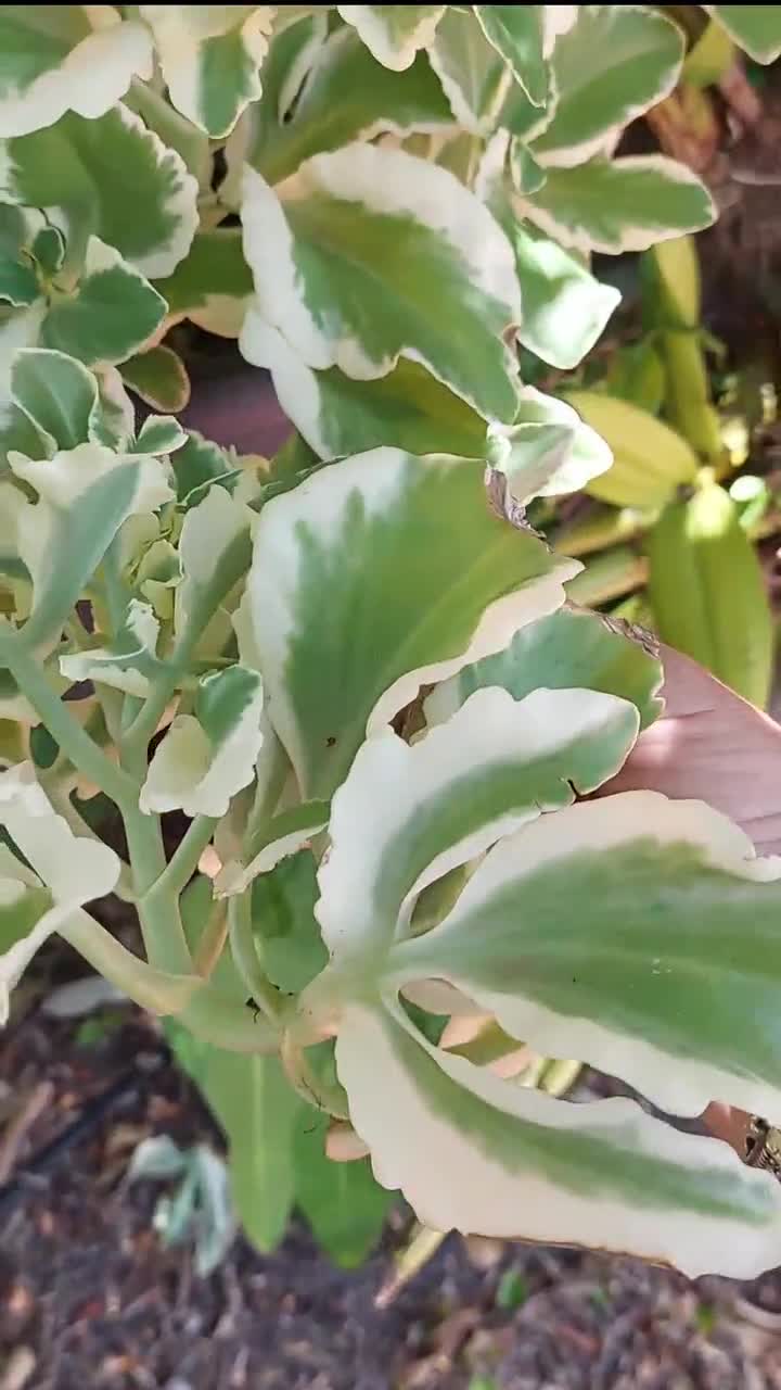 Rare Kalanchoe Laciniata Variegated Succulent Live rooted Plant