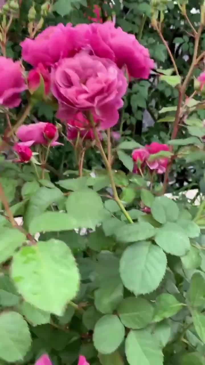 ROSE BUD｜ローズバッドのトピックス「【5/12(月)～5/18(日