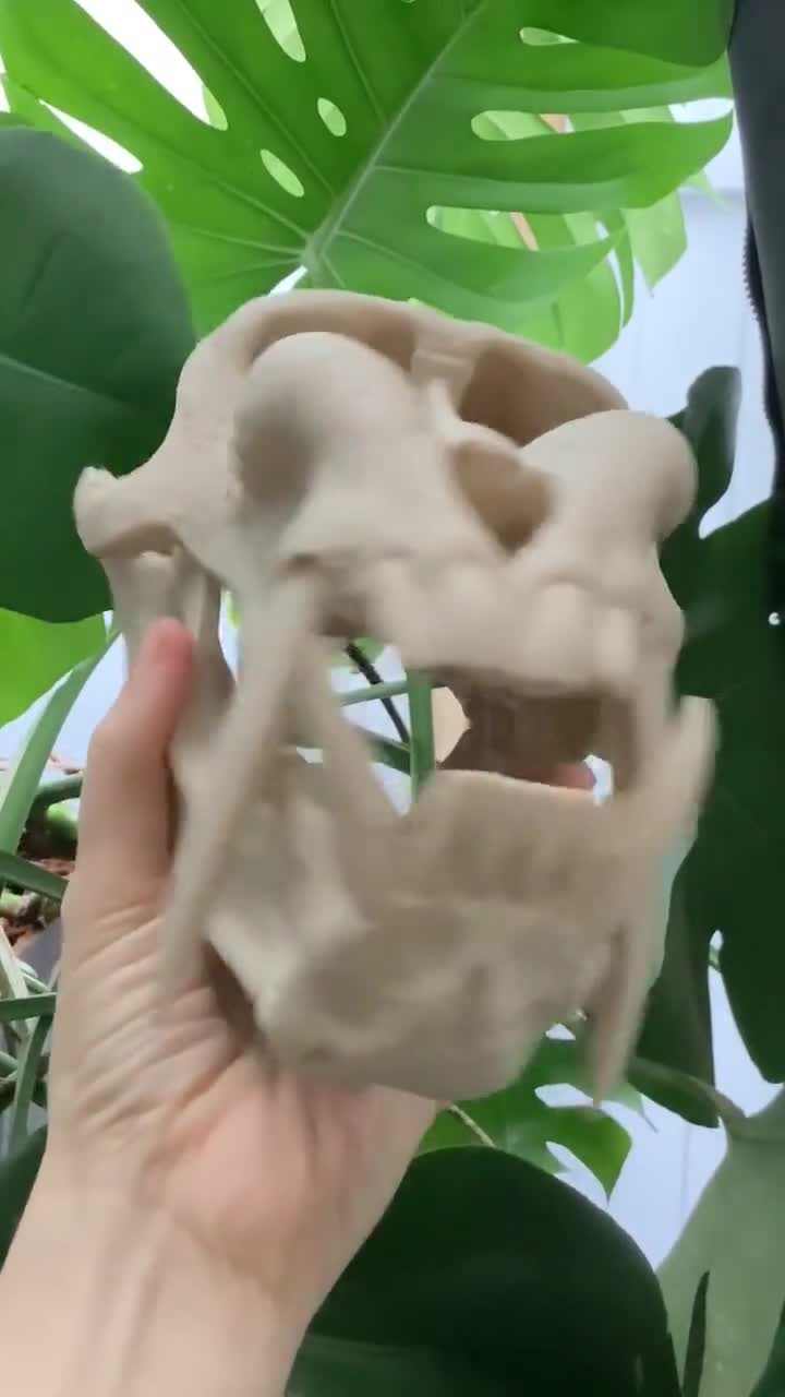 Life-size Mandrill Skull Replica: 2.75