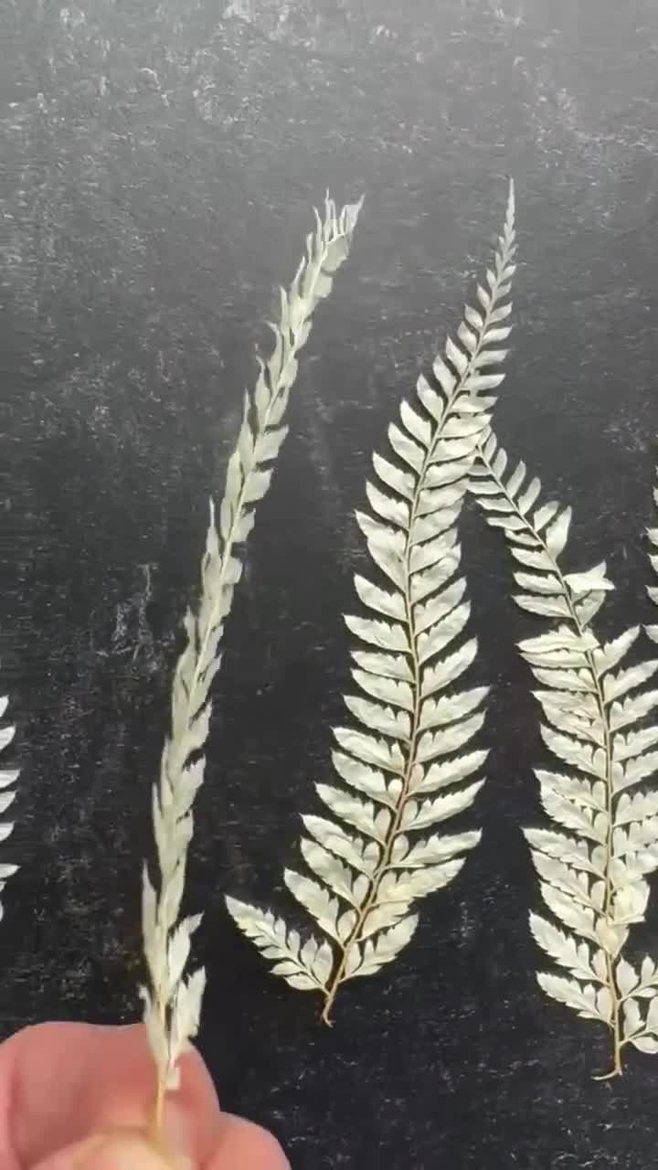 Gebleichte Farn Spitzen | Getrocknete Farnbltter, Botanische Dekoration  (20er Set)