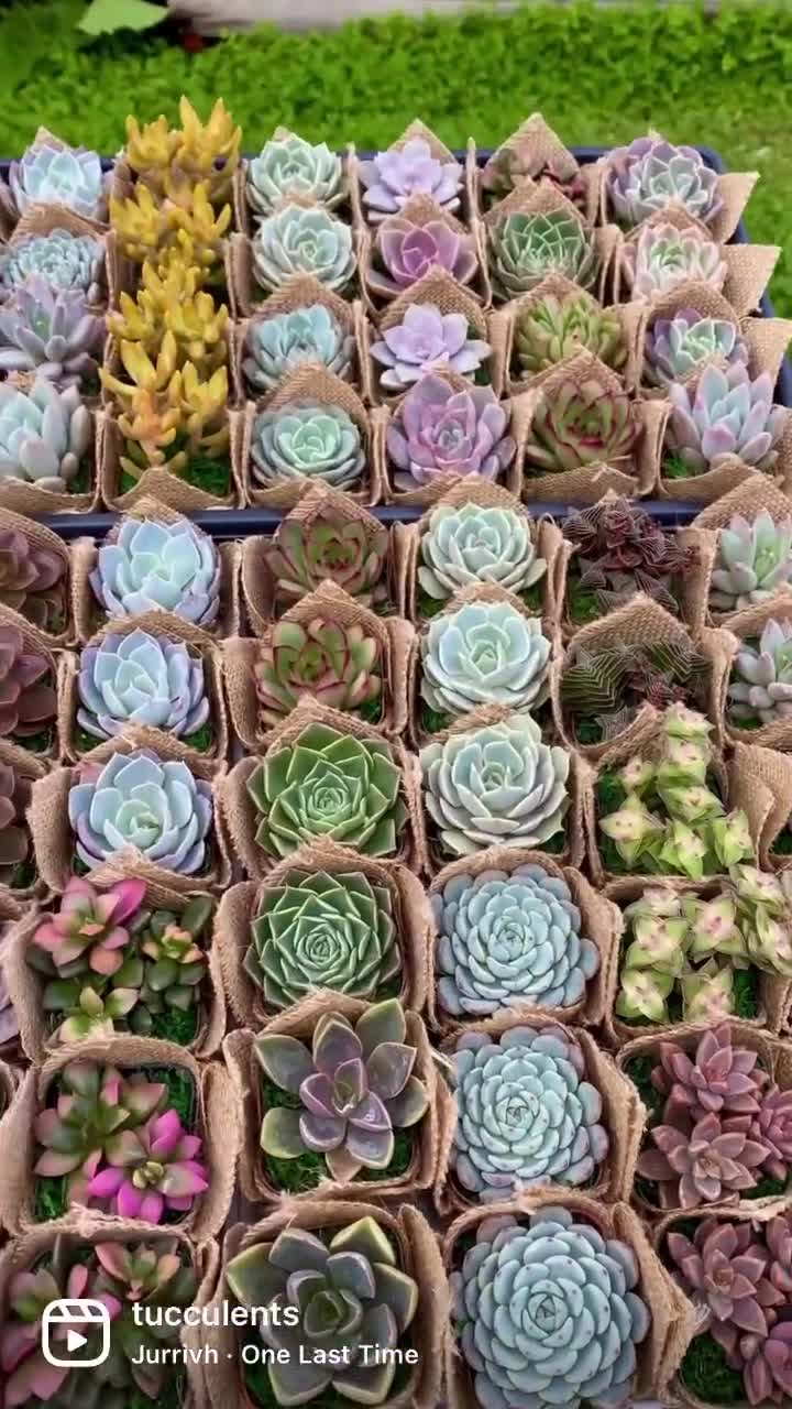 Succulent gift box - 3 ceramic pot – Tucculents