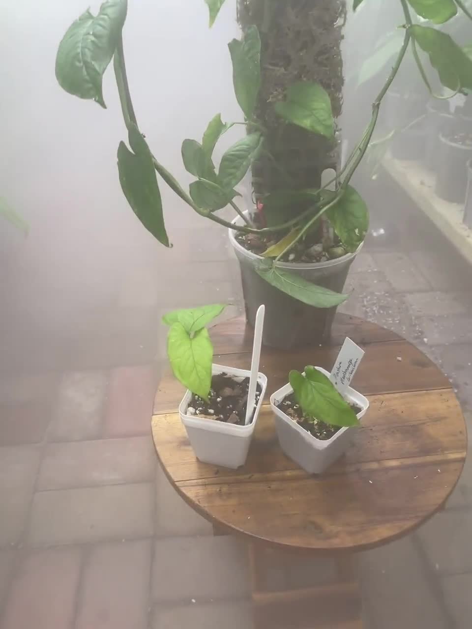 Monstera Membranacea