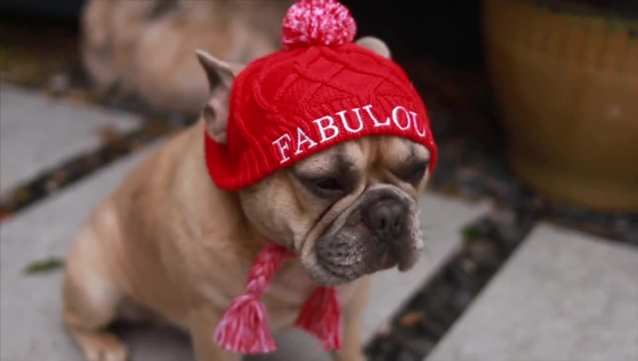 Vestiti per animali domestici Cappello per cuccioli di cane con fori per le  orecchie Frenchie Fashion Accessori per animali domestici Bulldog francese  -  Italia