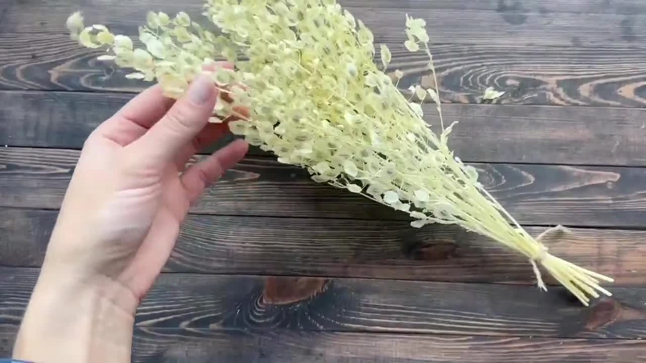 Berro blanco seco, Thlaspi arvense, flores preservadas, ramo de flores secas, decoración natural, decoración rústica video poster