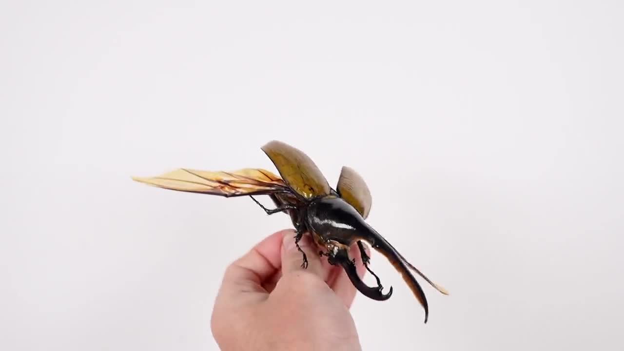 本物の巨大なサイカブトムシ、Dynastes hercules ペルー - PE、昆虫