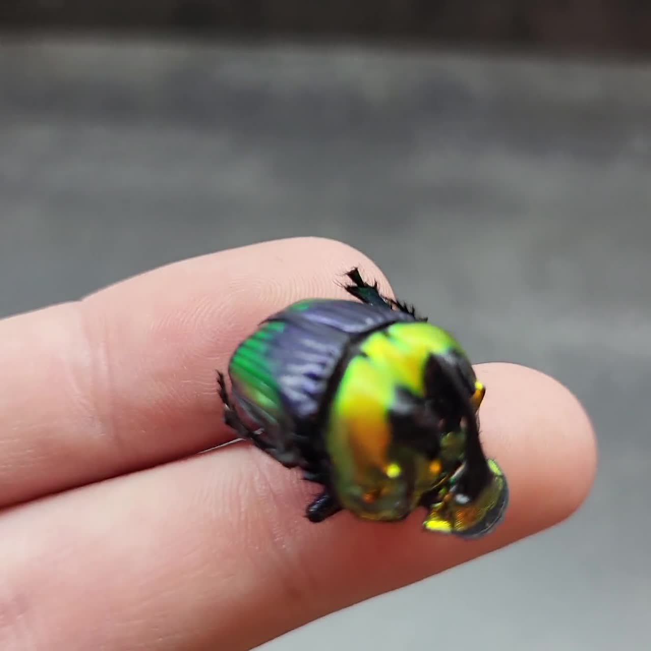 RARE Phanaeus Imperator Metallic Rainbow Dung Scarab Beetle Pair