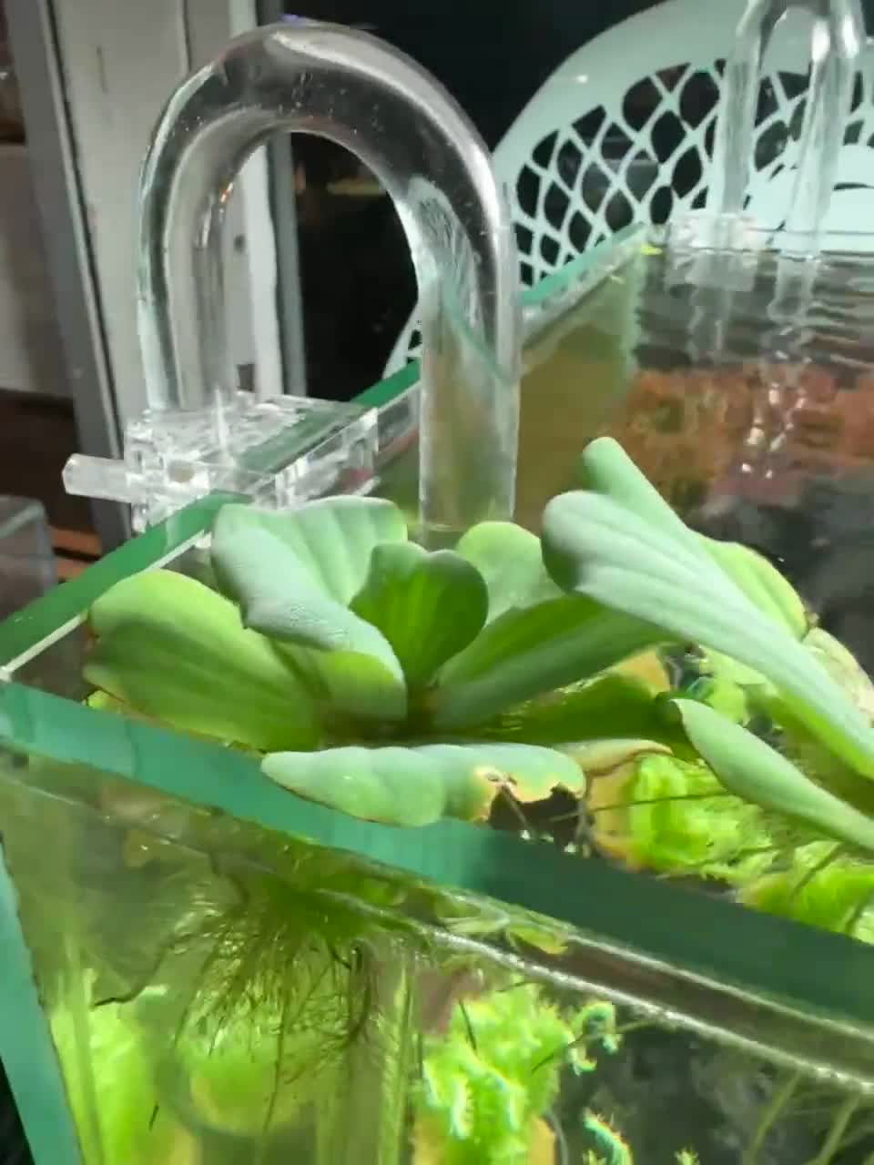 Planta Lechuga De Agua Enana (Pistia Stratiotes) - Pack De 12 Plantas Para Acuario O Estanque