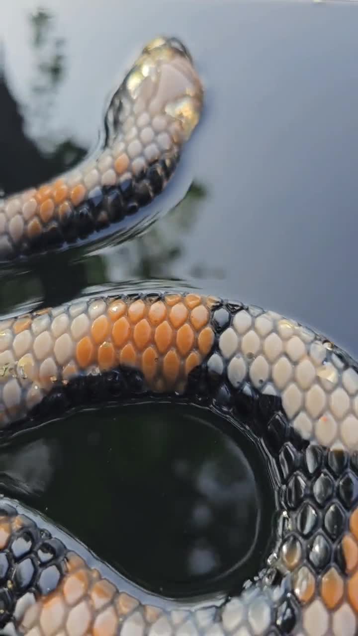 3D Serpent Wall Art: Golden Snake, Witchy Ritual Decor - Etsy