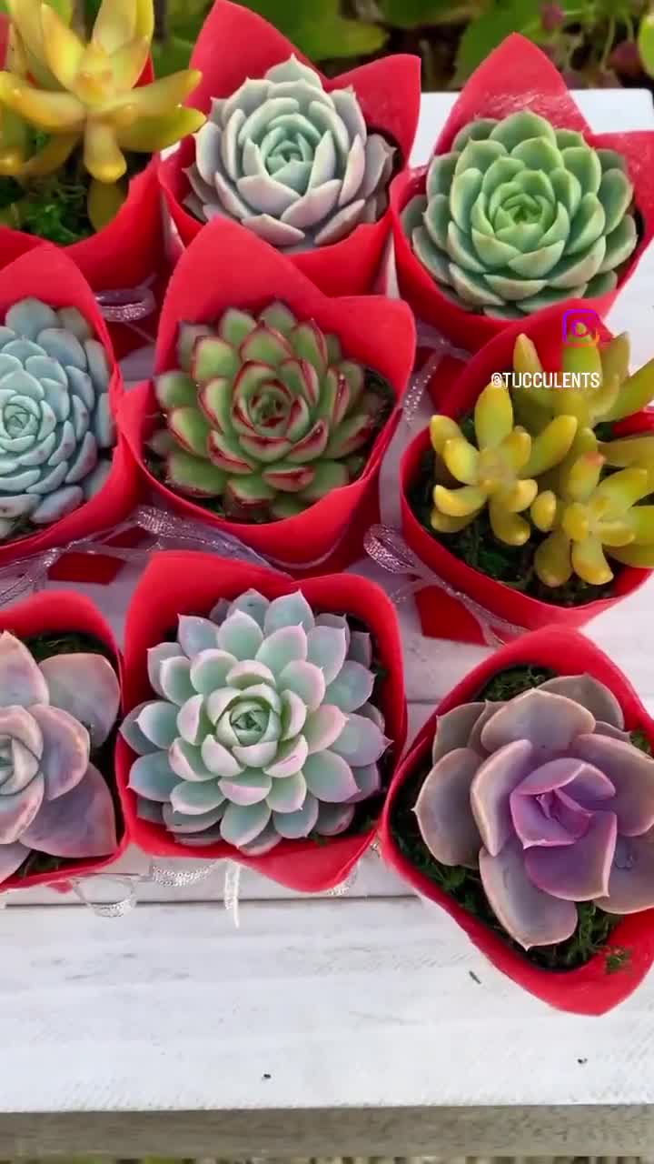 Succulent gift box - 3 ceramic pot – Tucculents