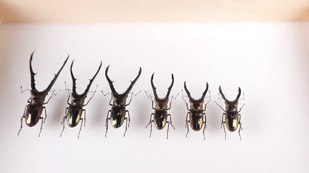 メキシコ シルバー クモ 昆虫 モチーフ 立体 ユニーク 大ぶり ヴィンテージ SKEDS ヴィンテージクリスタルクラシックスパイダー昆虫ブローチ
