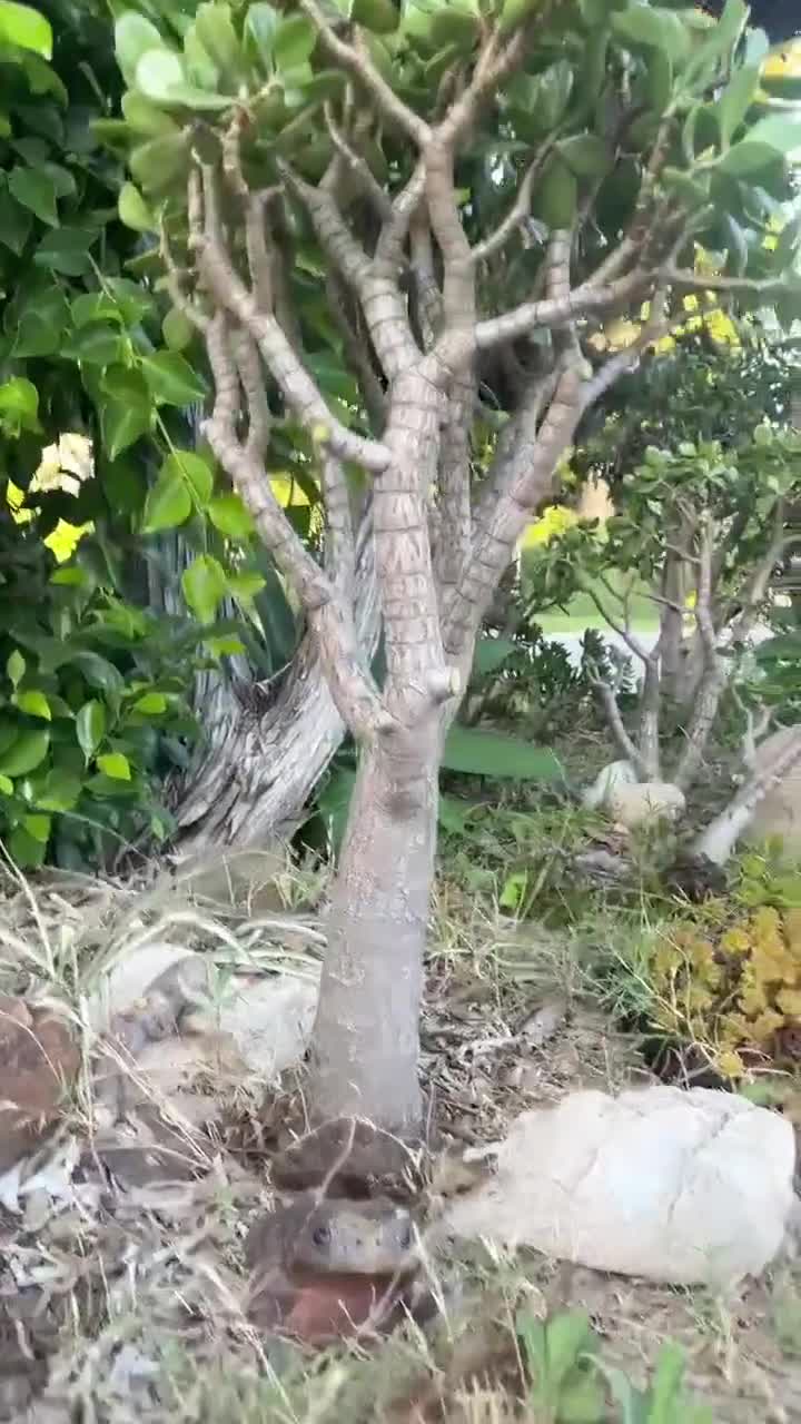 3' Tall Large Jade Crassula Ovata | Extra Large Live Jade Plant | Bare Root