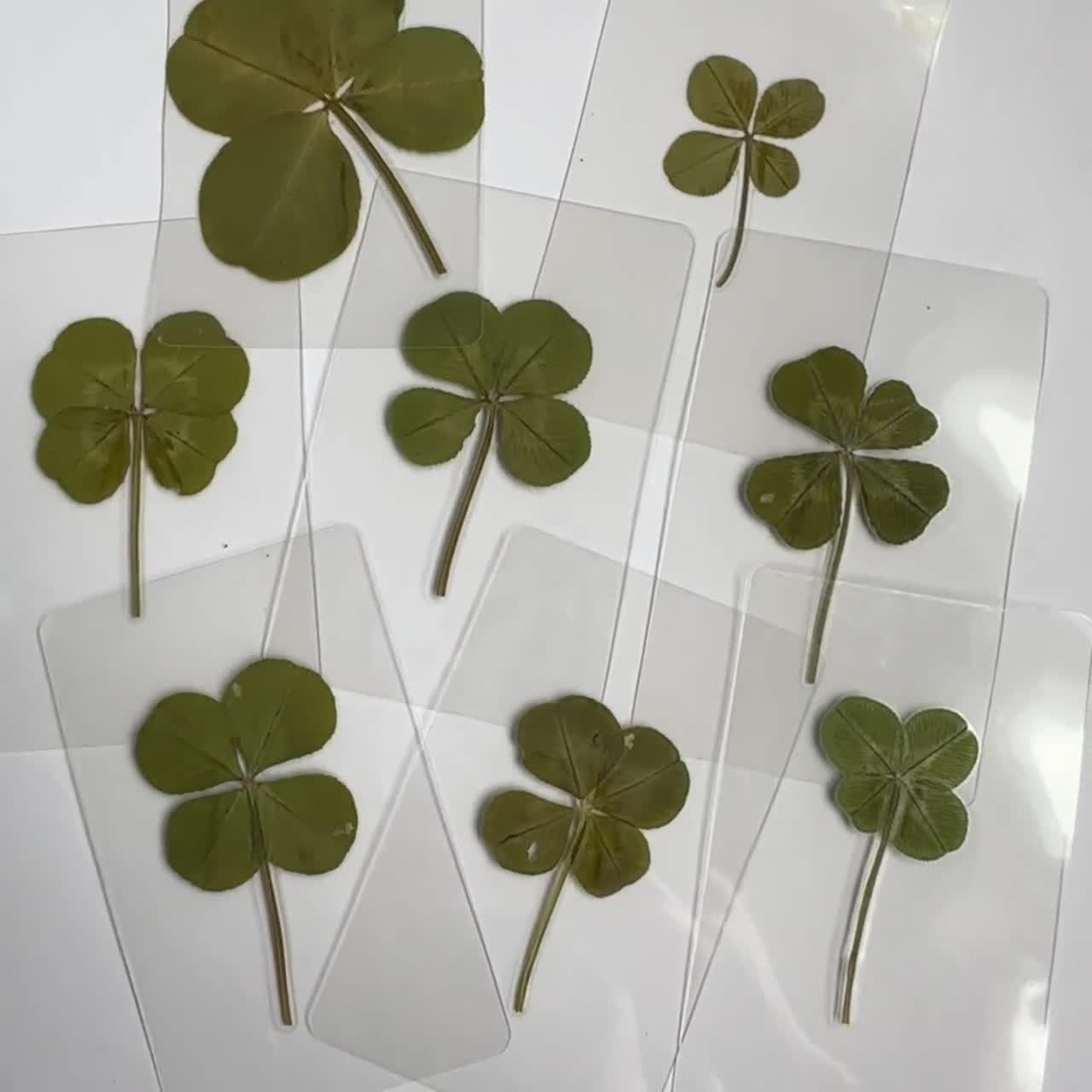 本物の四つ葉のクローバーのラミネート加工ブックマークカード：幸運の