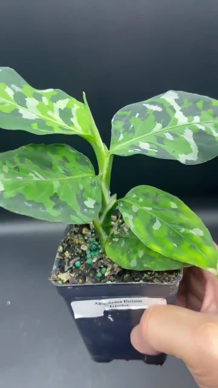 3” Aglaonema Tricolor Pictum Pot - Rare Plant - Camouflage 3” Aglaonema Tricolor Pictum Pot - Rare Plant - Camouflage
