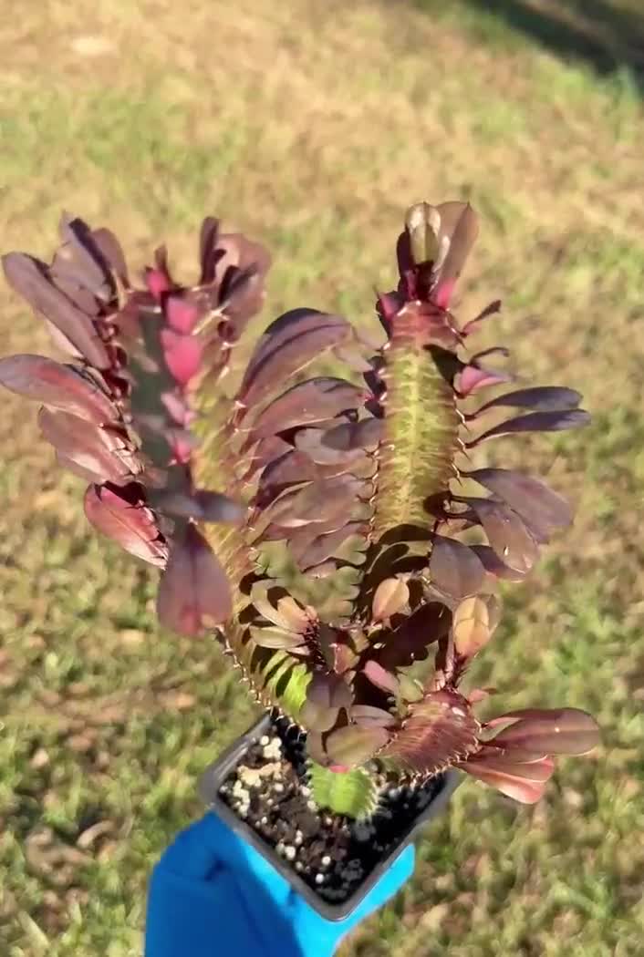Milk‐tree♡ Red African Milk Tree/ Euphorbia Trigona CV. Royal Red Rubra
