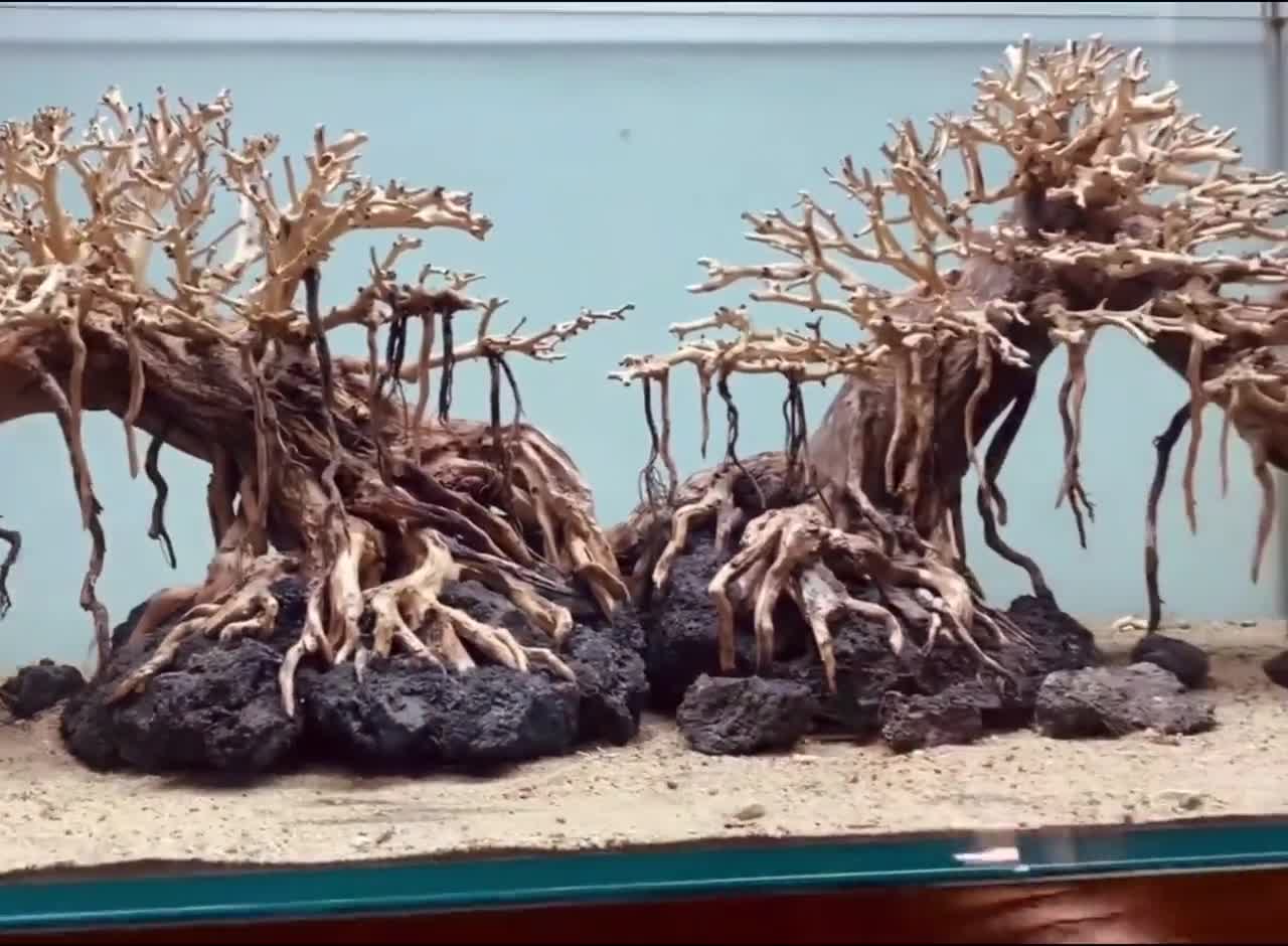 Bonsai driftwood acquario albero aquascape hardscape decorazioni per acquari  su ordinazione -  Italia