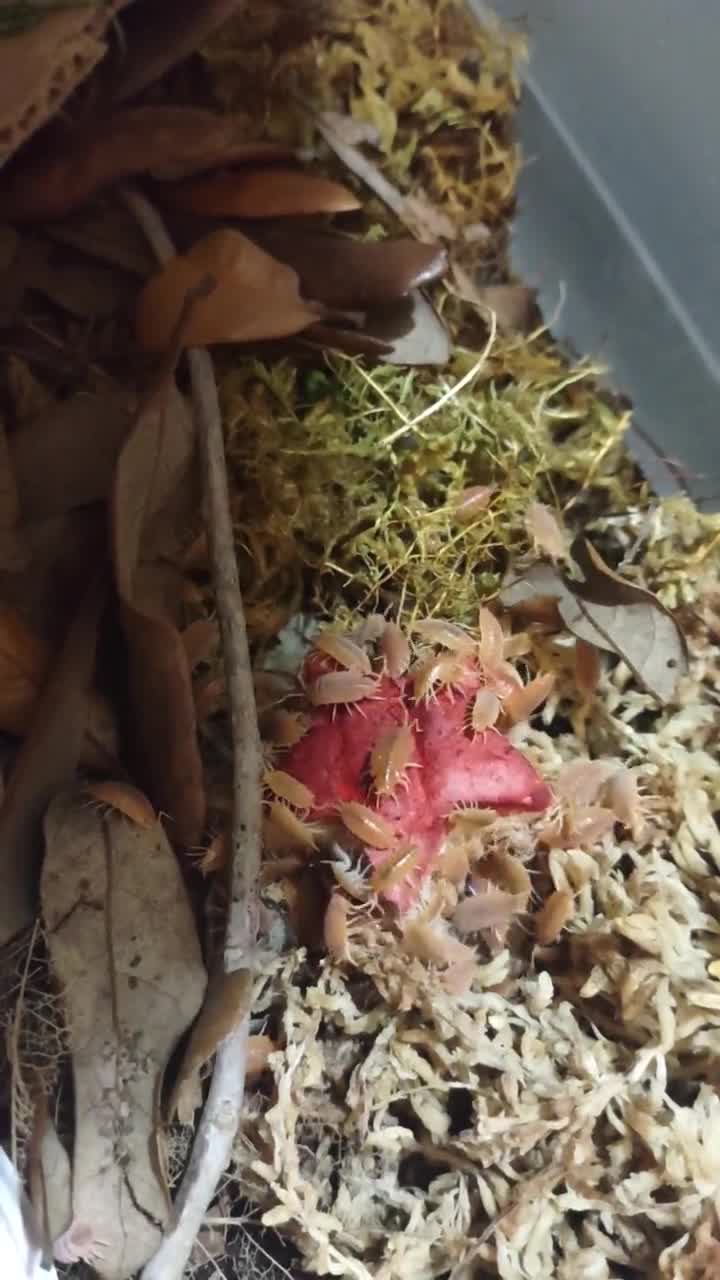 Isopod Supplements - Calcium "Stars" Multiflavored video poster