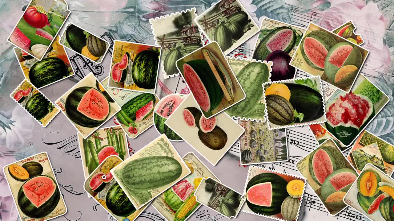 Giant Watermelon - set of 40 pictures on 350 cards vintage old  illustrations succulent fruit tasty musk red green edible for junk journal