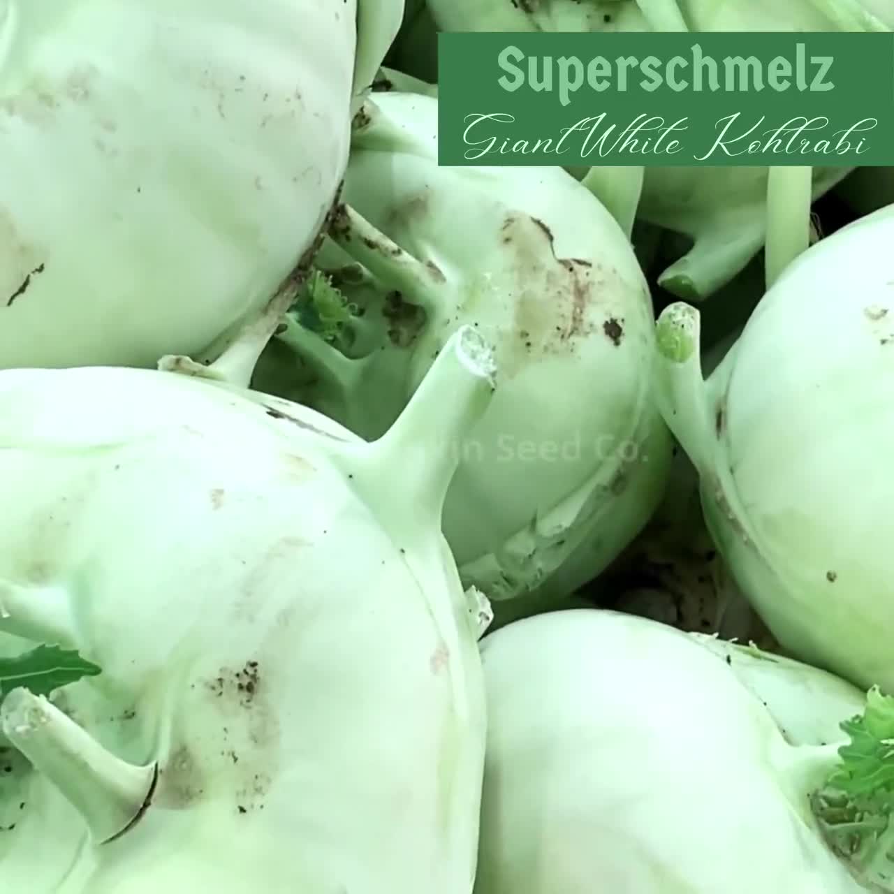 Giant Kohlrabi