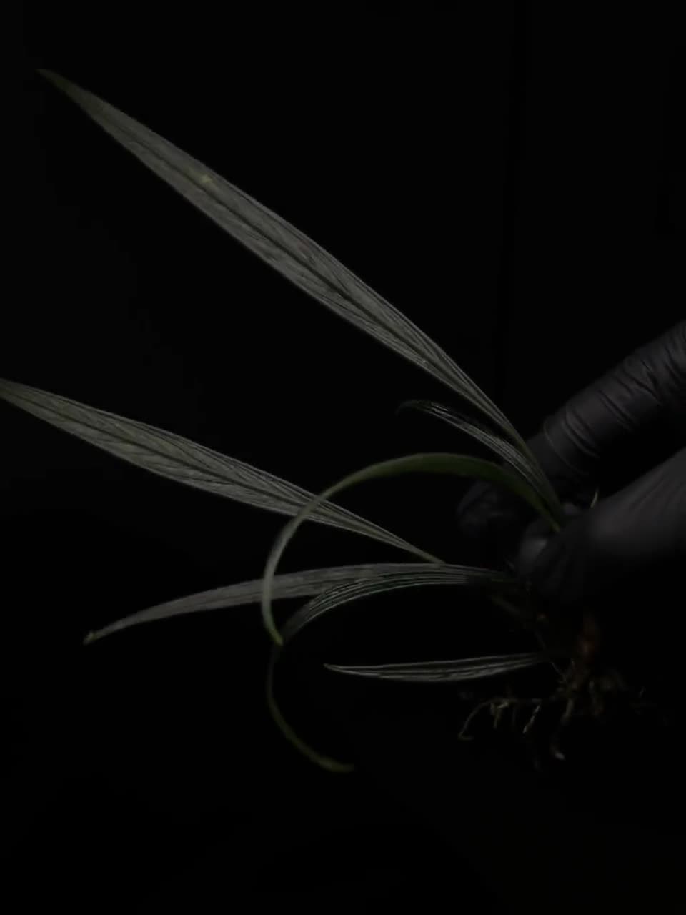 Josefia Intricata/aridarum Perisai - Etsy