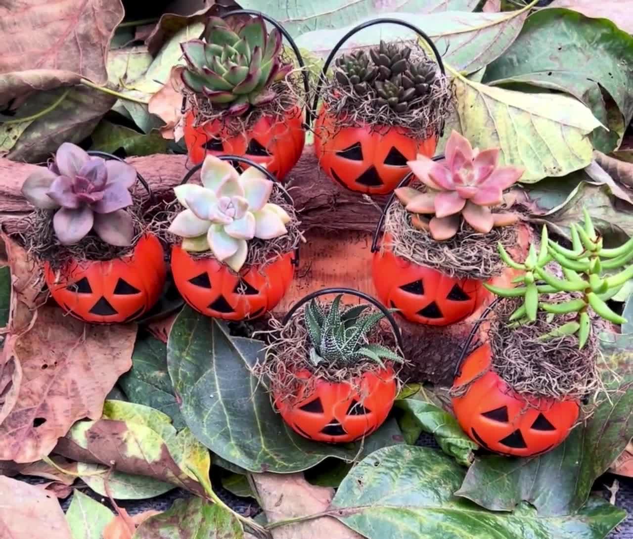 専用＊Halloweenミニパンプキン＆グリーンホオズキ ドライフラワースワッグ 専用＊Halloweenミニパンプキン＆グリーンホオズキ ドライフラワー