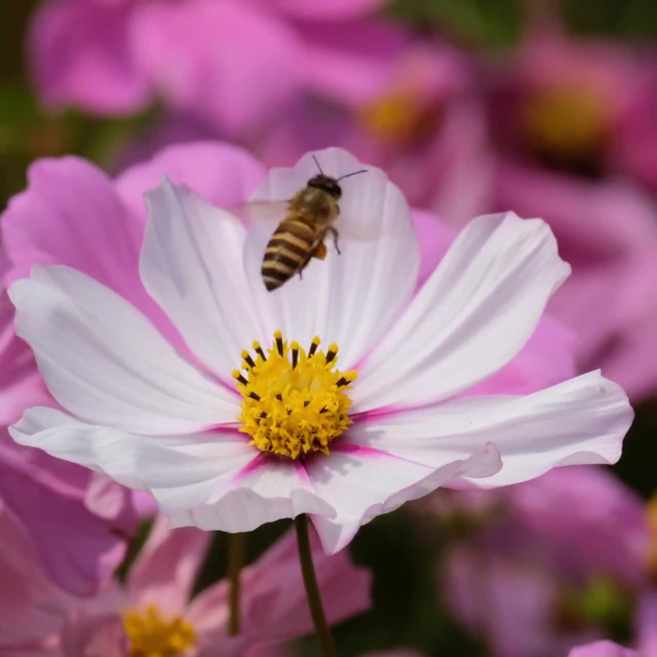  Polen de abeja 100% puro y natural gránulos de polen