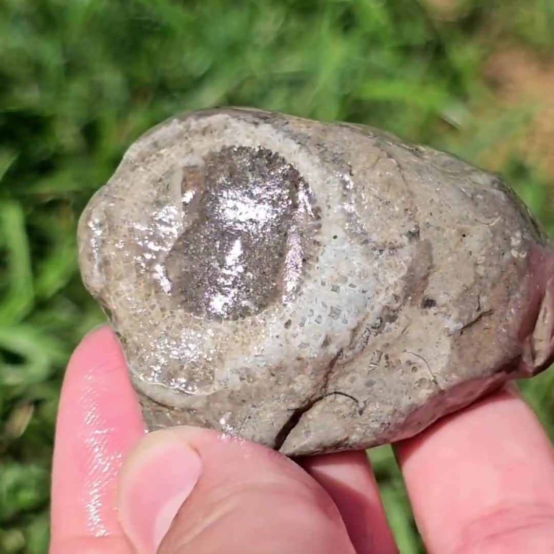 ルゴサ角サンゴ化石、ウミユリ石灰岩、平らなサンゴ石灰岩スラブ、蛍光