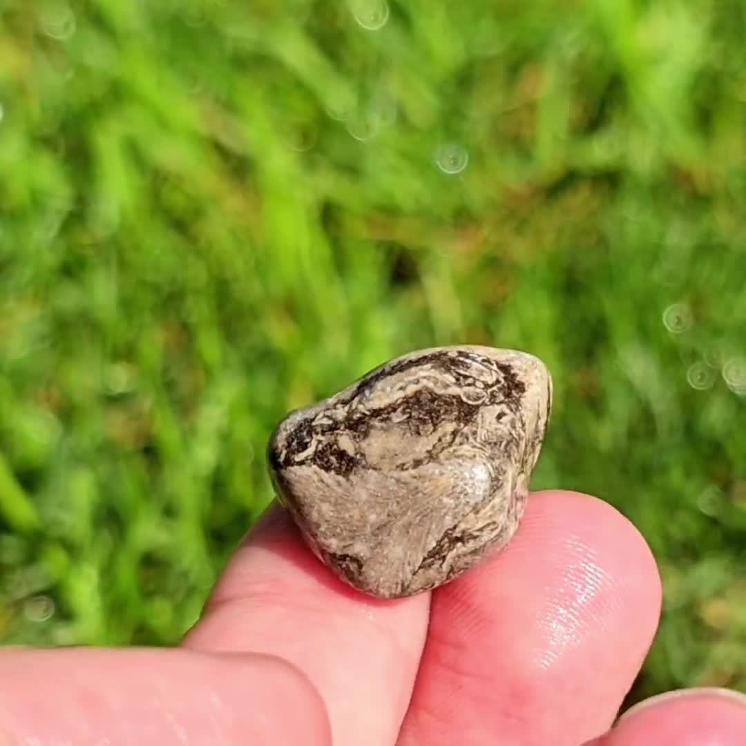 コンパクト化石石灰岩、ルゴサ角サンゴ2個、枝分かれしたクラドポーラ