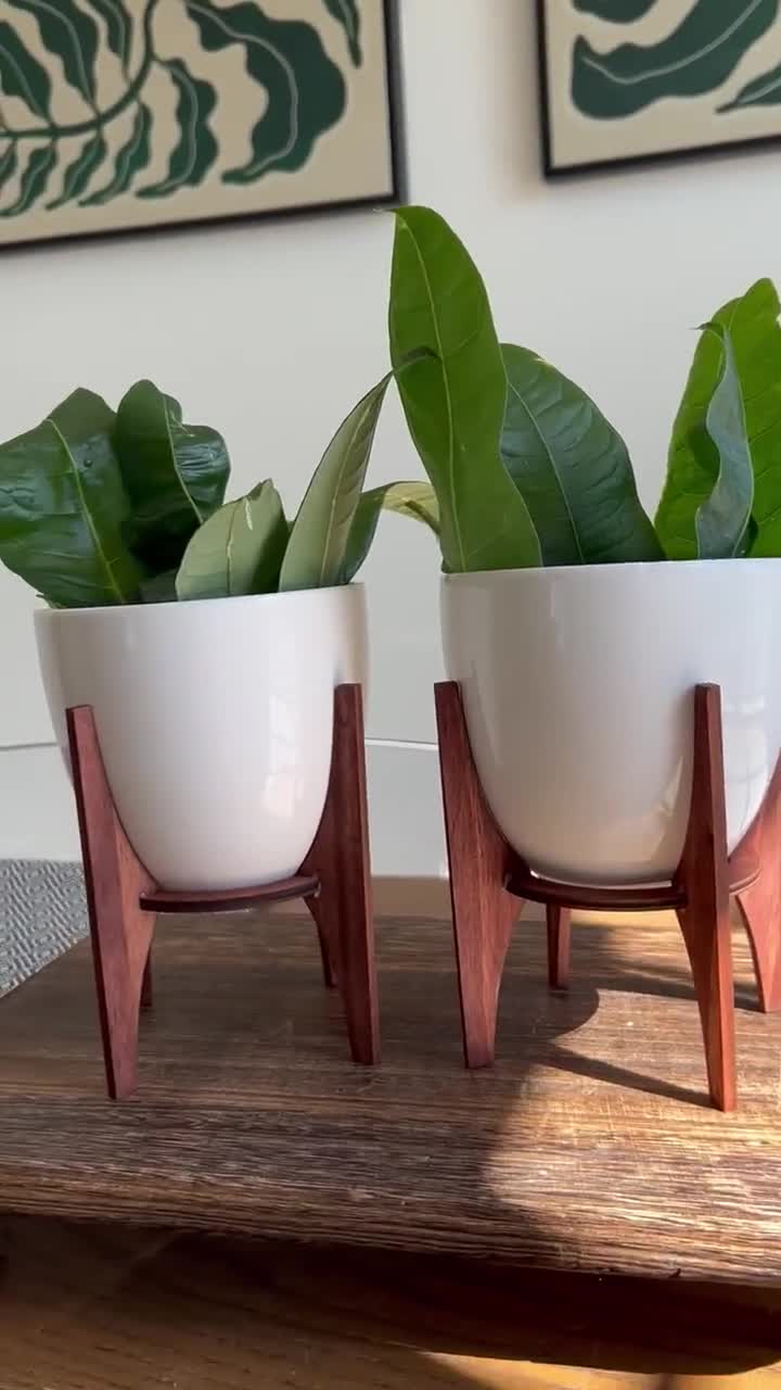 spider reverse plant Chlorophytum comosum variegatum Spider Plant Houseplant