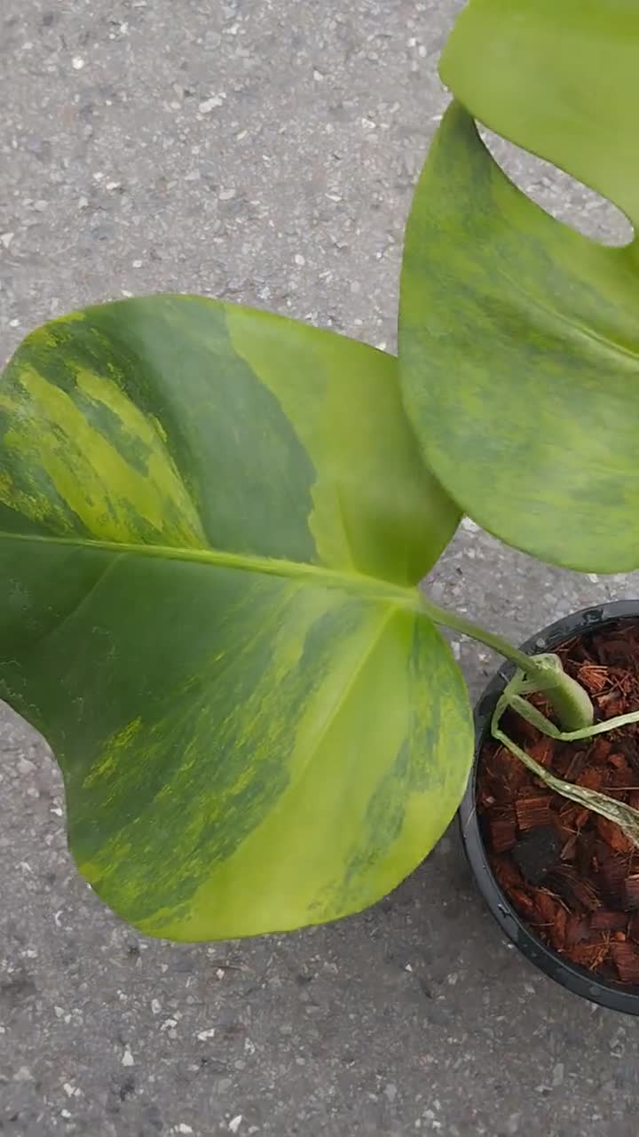 Monstera Green on Green Variegated