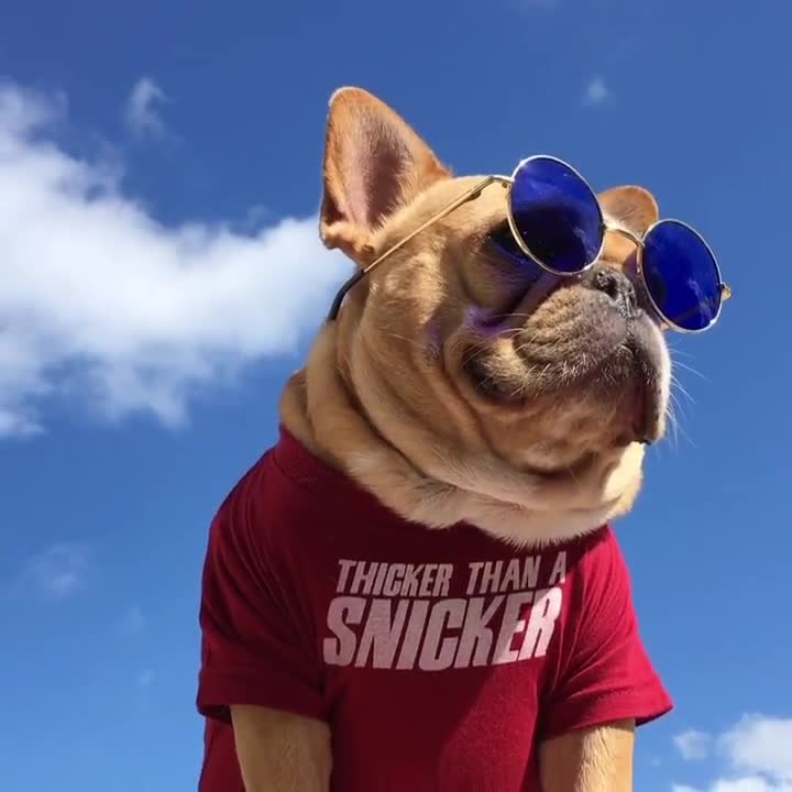 I'm Doing Frenchie Stuff Dog Tee - Club Huey