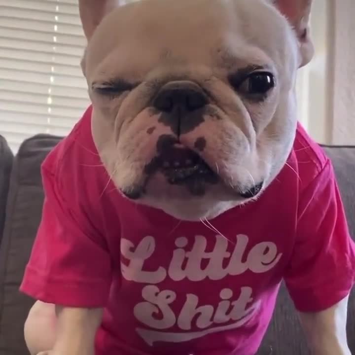 I'm Doing Frenchie Stuff Dog Tee - Club Huey