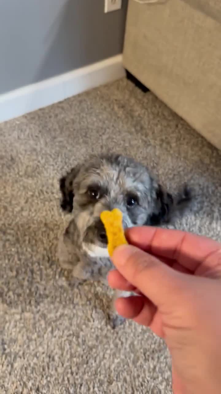 Homemade Dog Treats - Mom Owned, Family Operated video poster