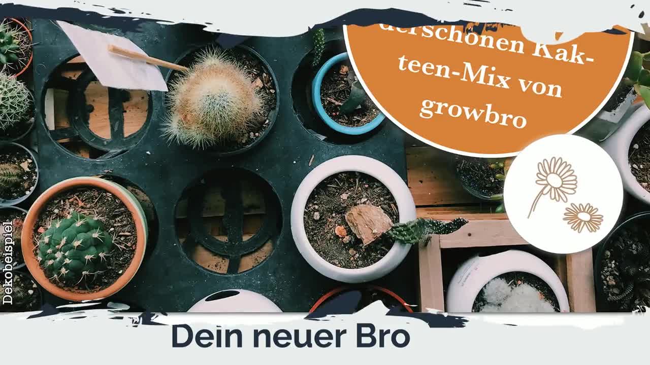 growbro Kakteen Anzuchtset inkl. Sprhflasche | Geburtstagsgeschenk,  Geschenke fr Frauen & Mnner # Seeds Gift # Seeds Guest Gift # cactus