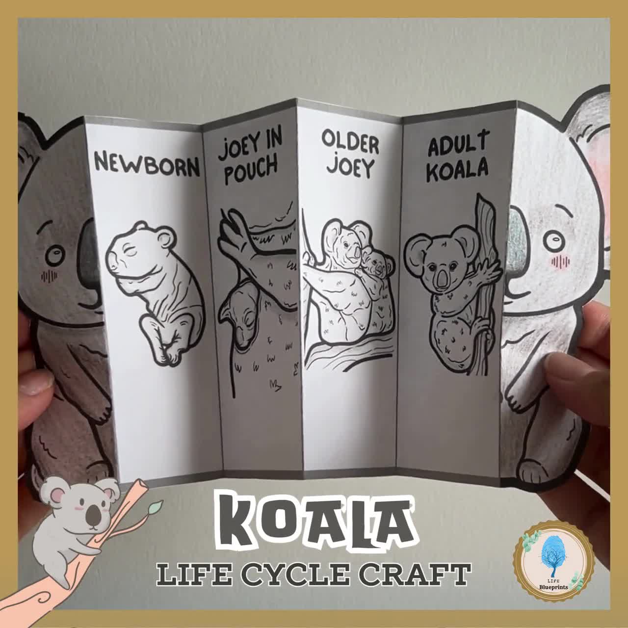 Koala Life Cycle Science Activity for Kids | Foldable Craft