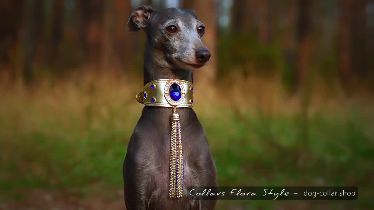 Luxury Leather Dog Collar for Italian Greyhound Sighthound 