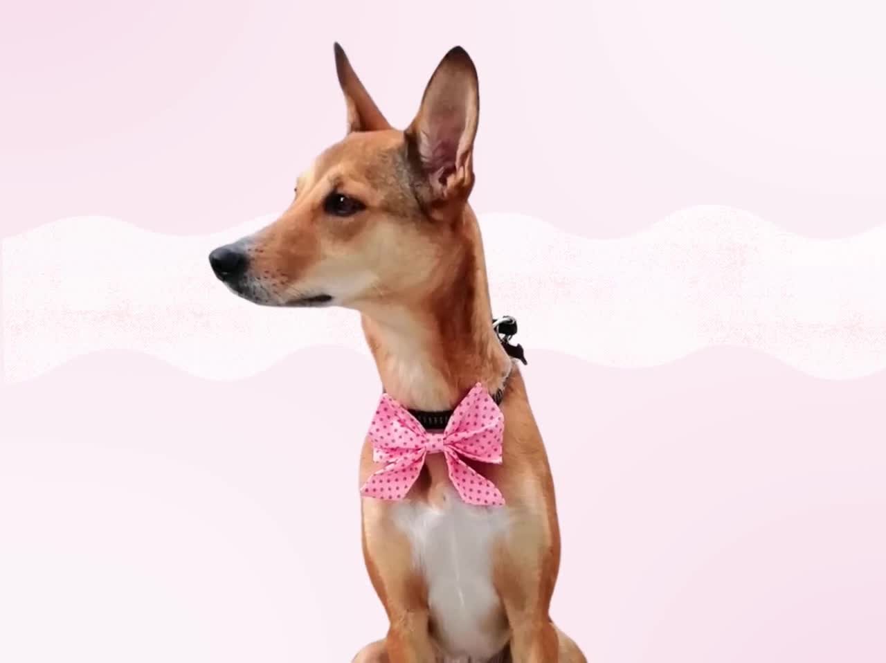 Papillon per cani primaverili, Accessori per cani farfalla e verde acqua,  collare per cani, Papillon Sailor, accessori per cani dapper, Sciarpa  estiva per animali domestici -  Italia