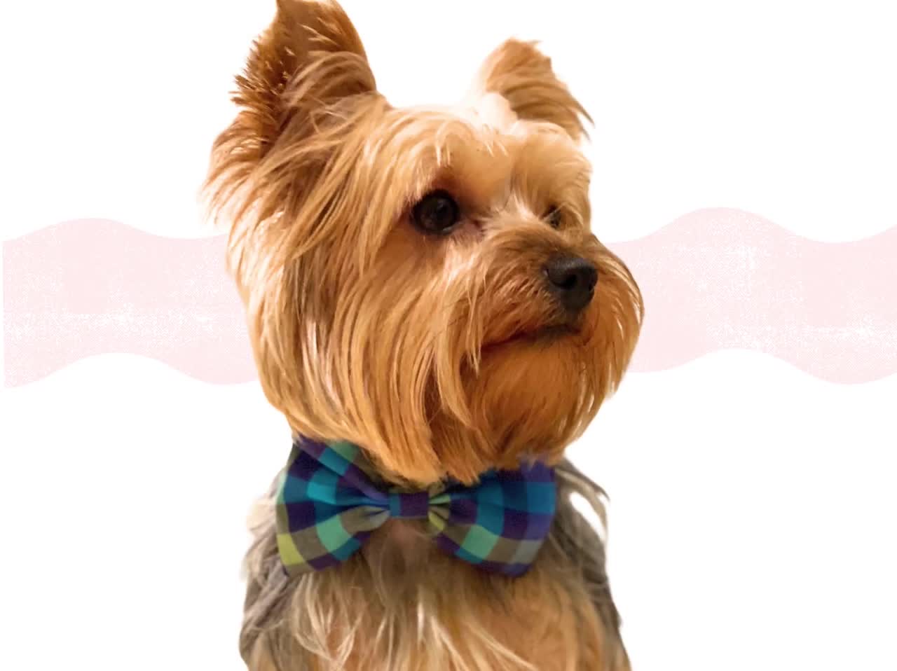 Dog Sailor Bow and Bow Tie PDF Patterns and Tutorials / 2 Bow Accessories  for Pets / 5 Sizes Sewing Patterns XS to XL Instant Download 