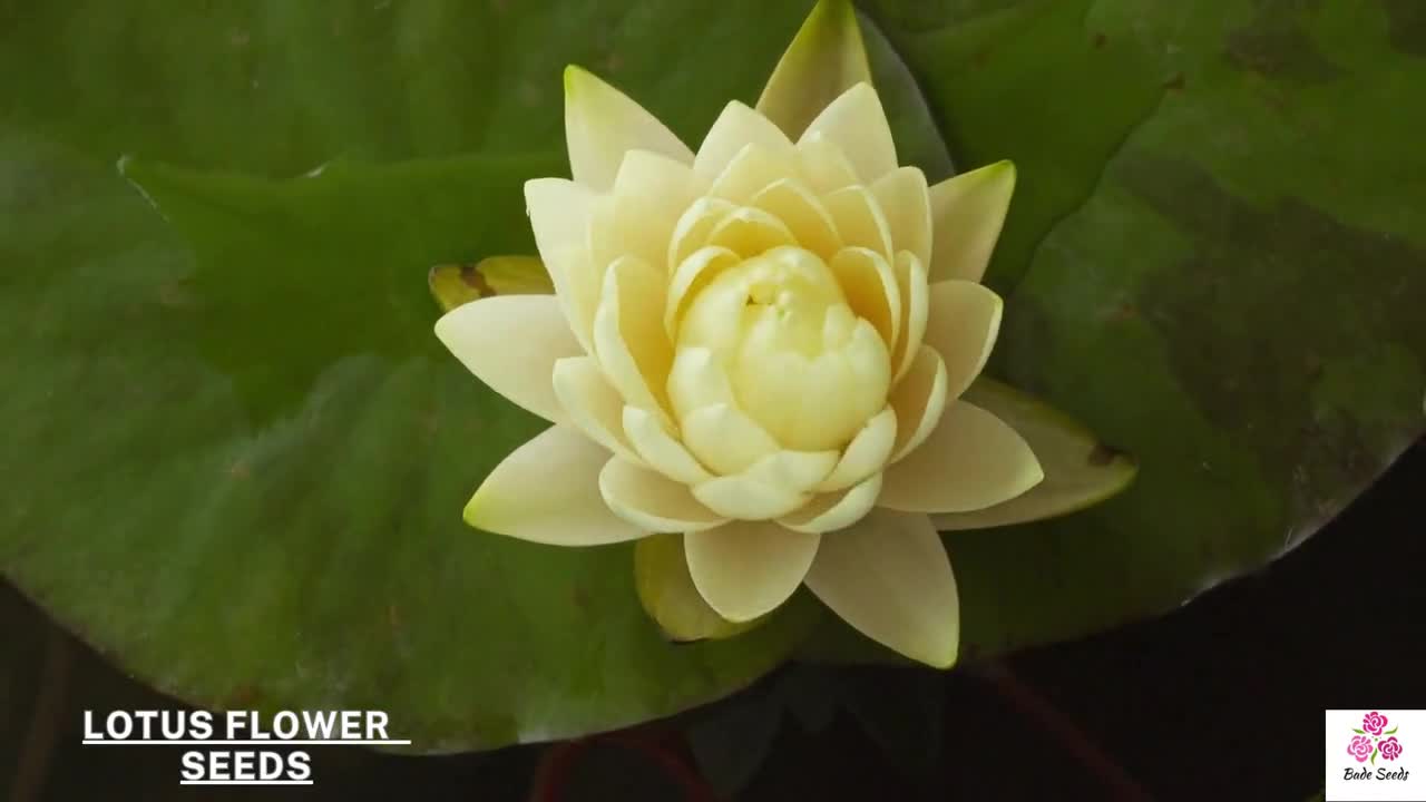 蓮のミックスシード | 10粒 | 美しい水生花 | 池や水庭に最適