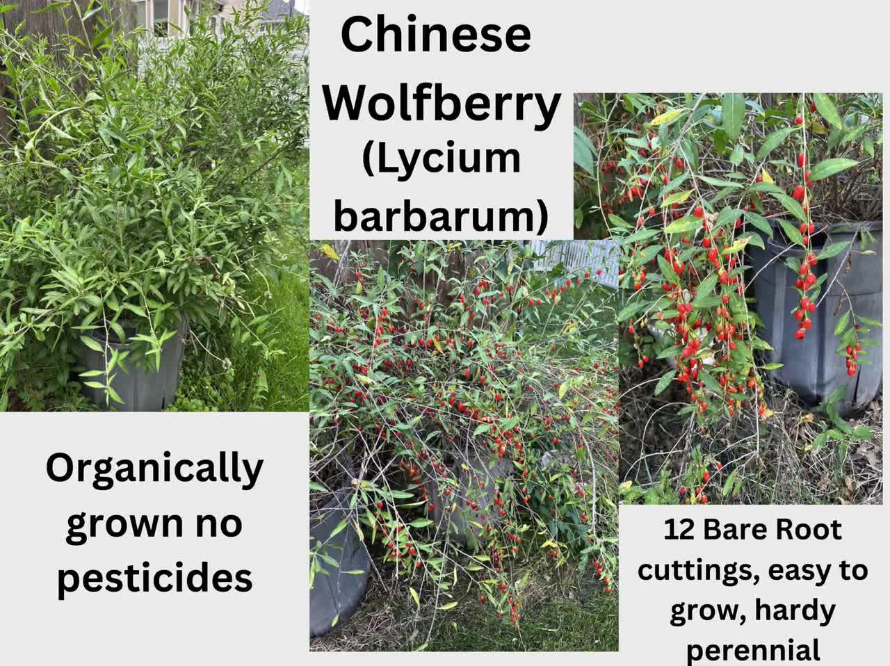 Esquejes de bayas de goji orgánicas (paquete de 10) + esqueje de frambuesa de regalo video poster