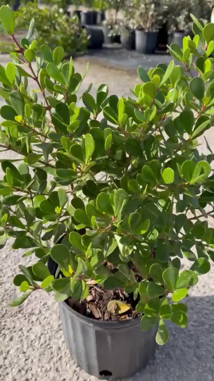 Dwarf Clusia rosea, 10 pot Good for bonsai