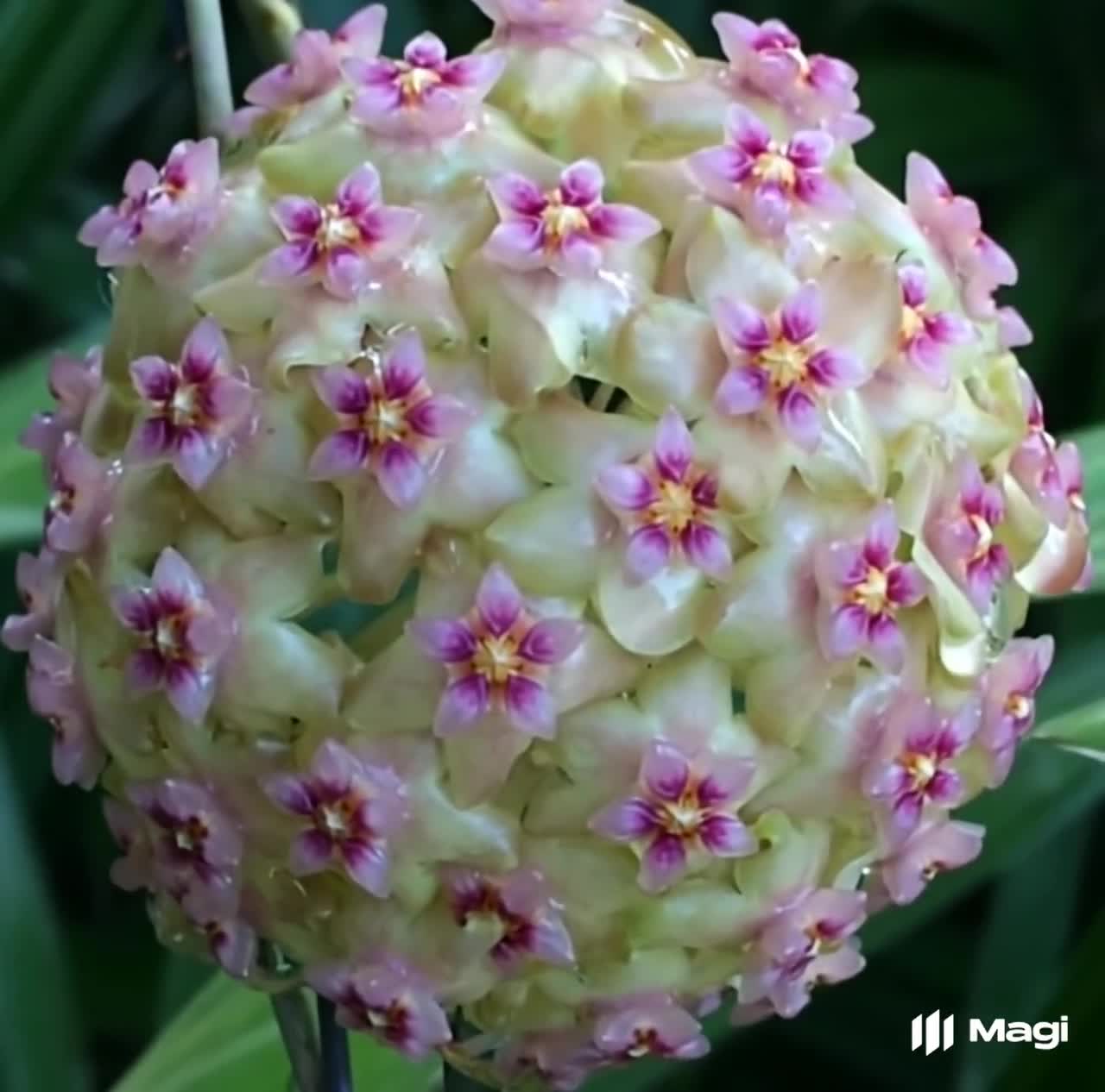 その他観葉植物 Hoya Glabra Alex Hoya glabra - Etsy 日本