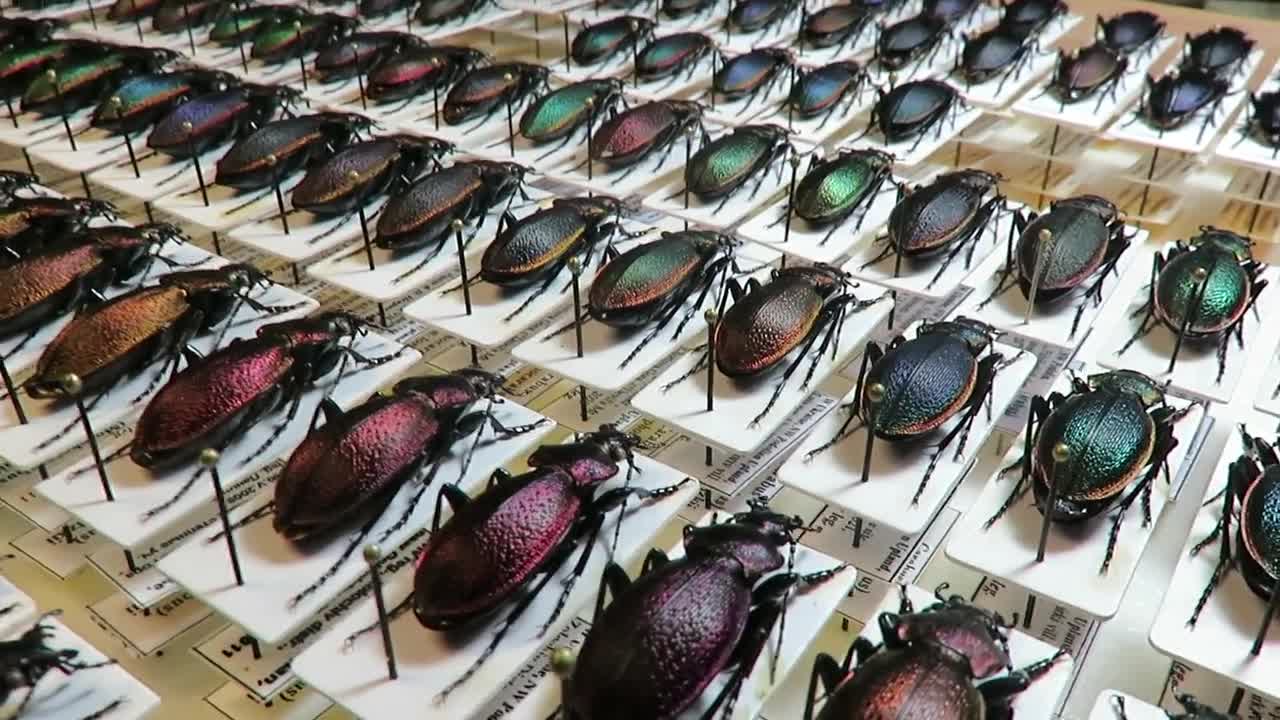 壮麗な希少オサムシ - Carabus excellens n. lomnitzkii、中央