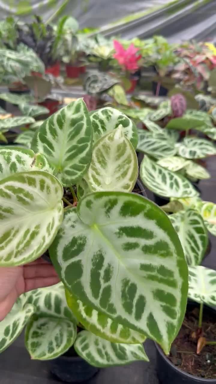 Anthurium Dorayaki X Silver Blush: Rare Indoor Foliage Live Plant