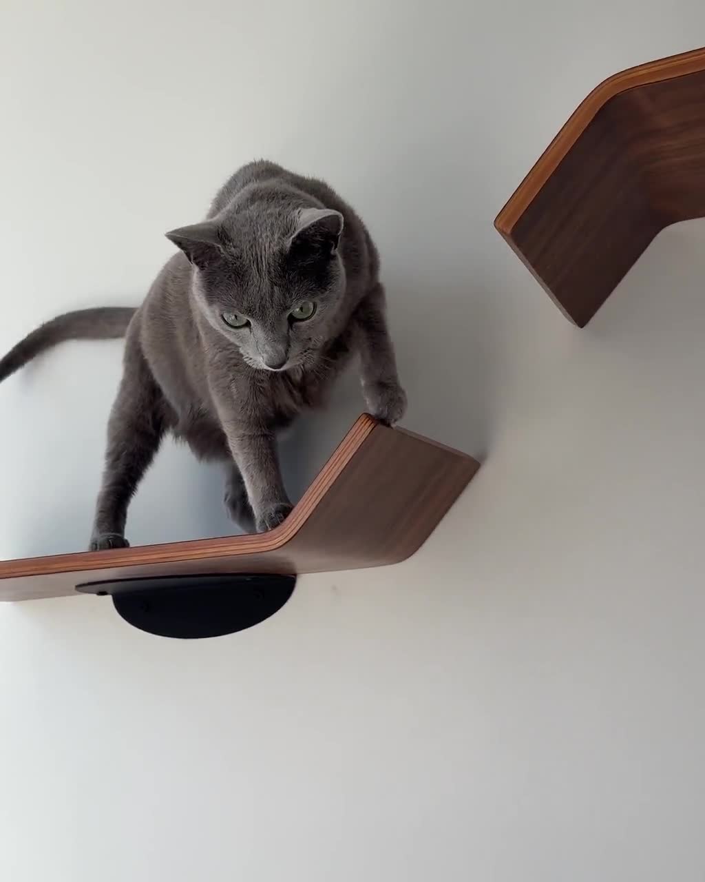 Minimalist floating cat shelves made of bent wood in a modern apartment