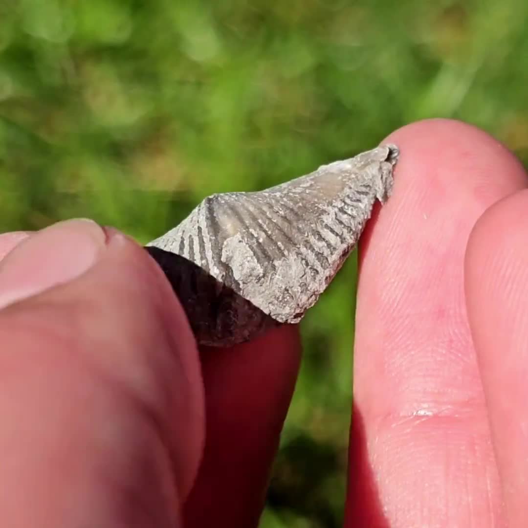 腕足動物の化石、Mucrospirifer sp.、デボン紀の石灰岩、古生代化石