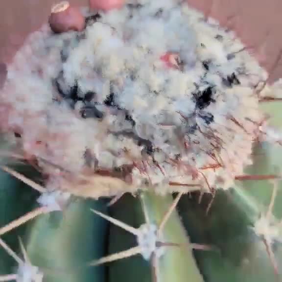 Melocactus Maxoni  Turks Cap Cactus - Rare Cactus - BIG! Exact Specimen