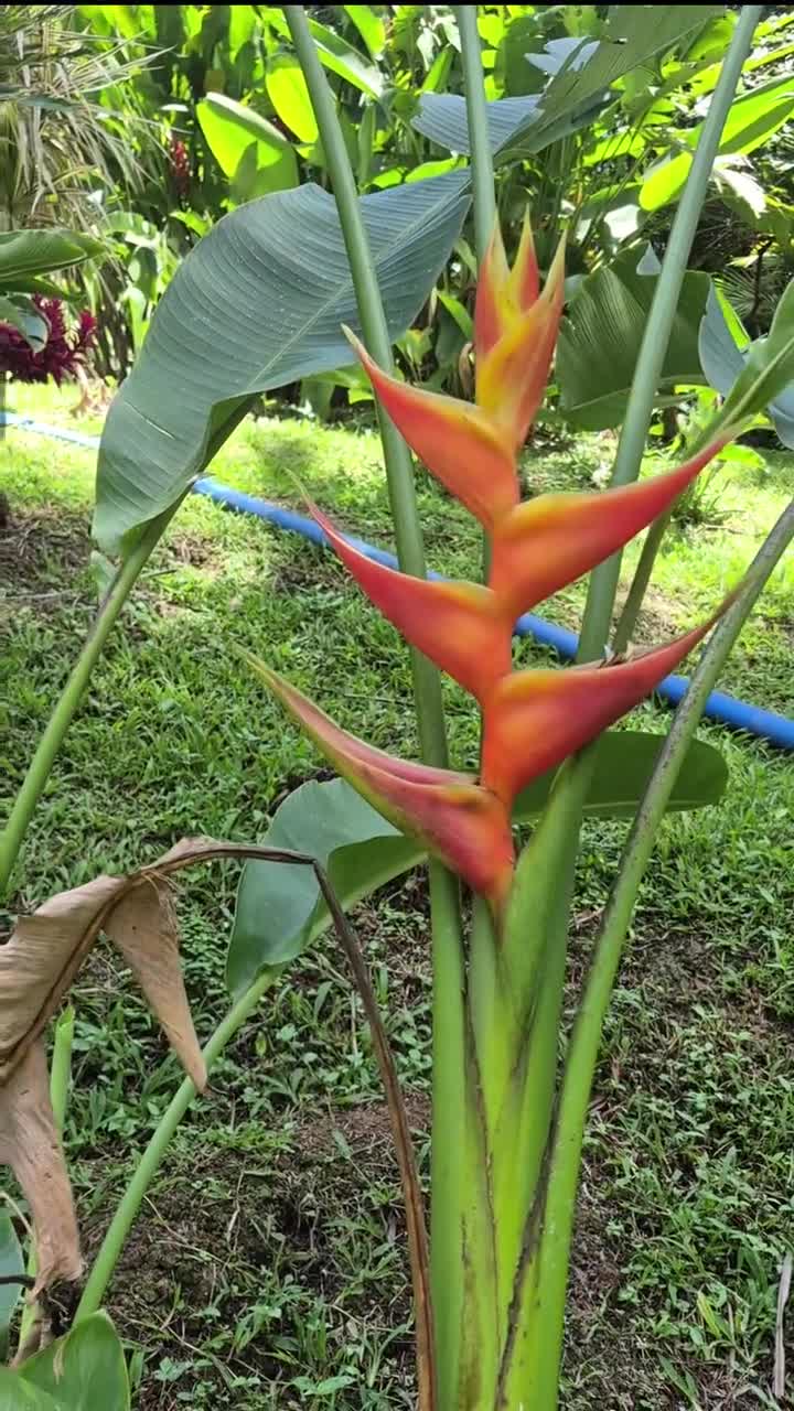 Heliconia Caribaea Orange Delight Live Rhizome Tropical Plant - Etsy