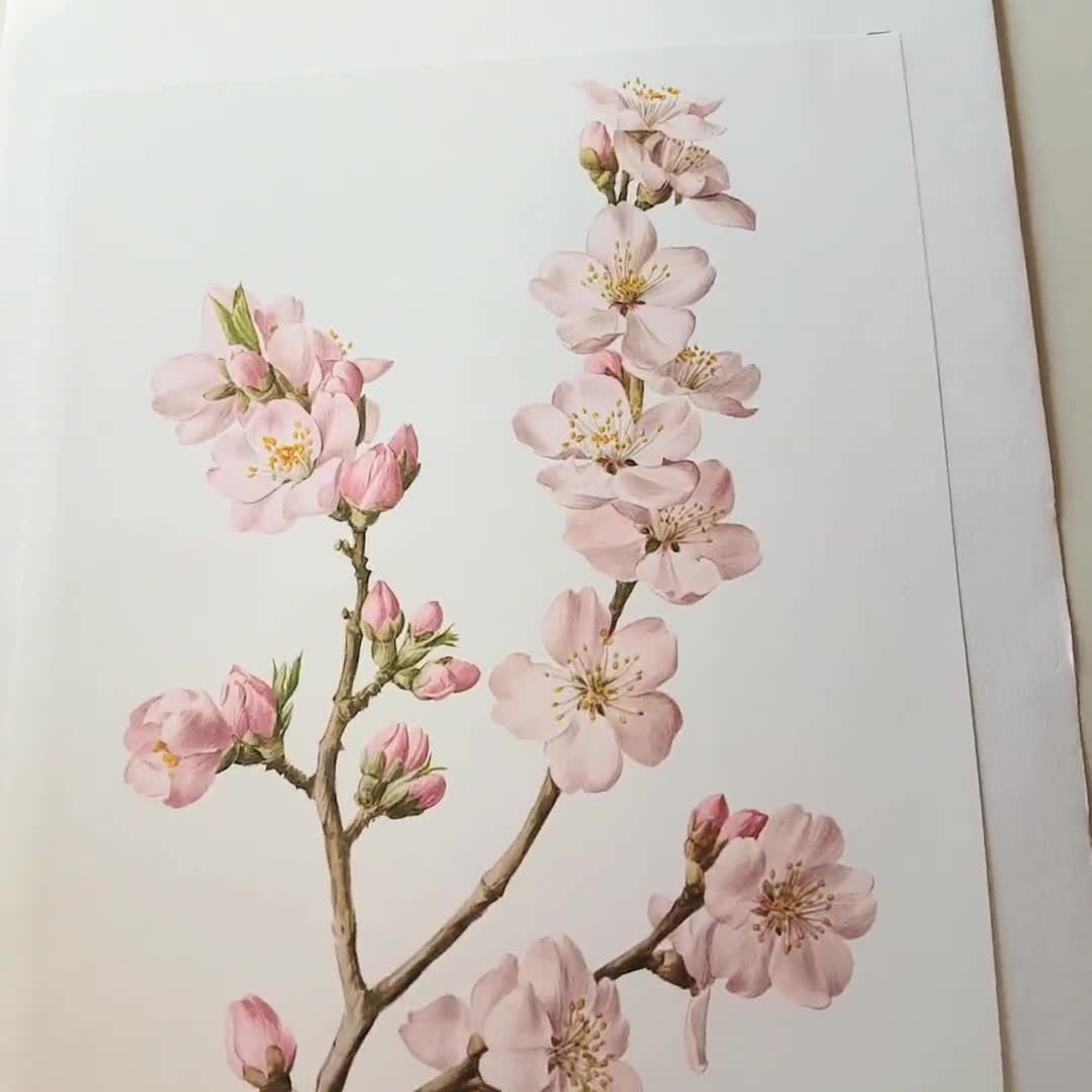 Cherry Blossom Beauty Canvas Print / Canvas Art by Jane Small - Fine Art  America