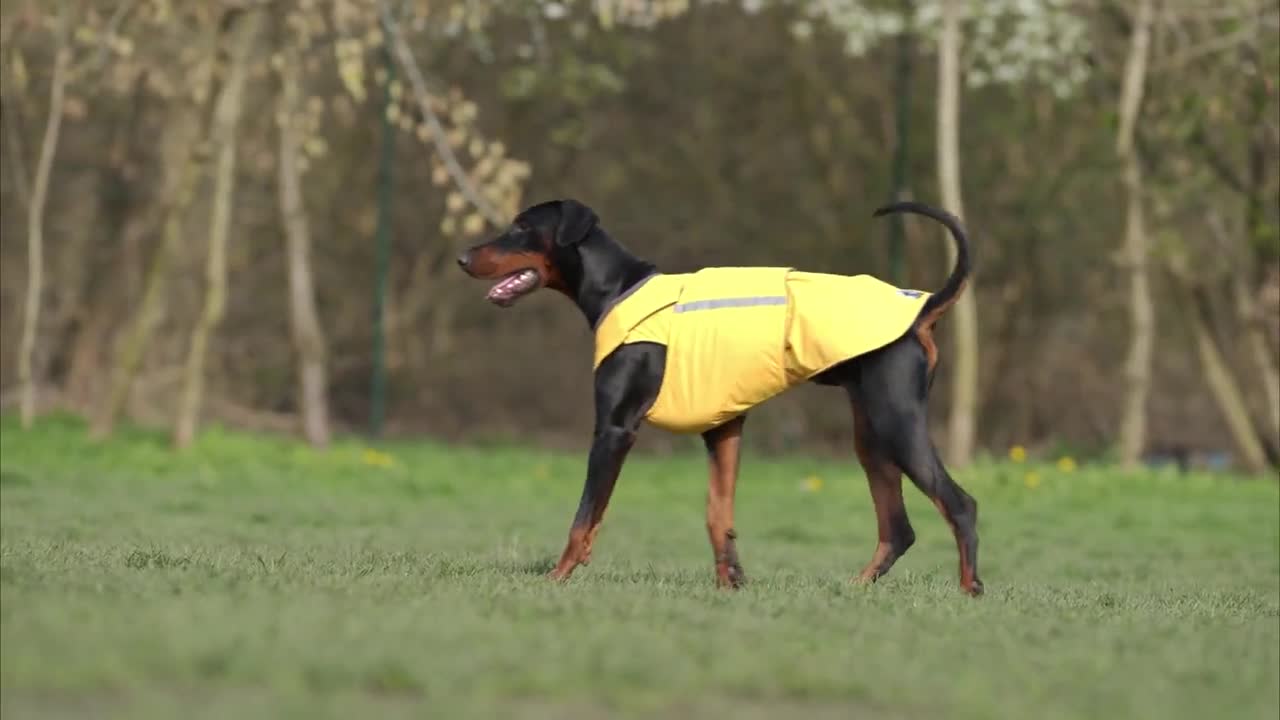 NORDICA (ノルディカ) Dobermann Rain Coat Dobermann Rain Coat Nordica - Skis and Boots – Official website