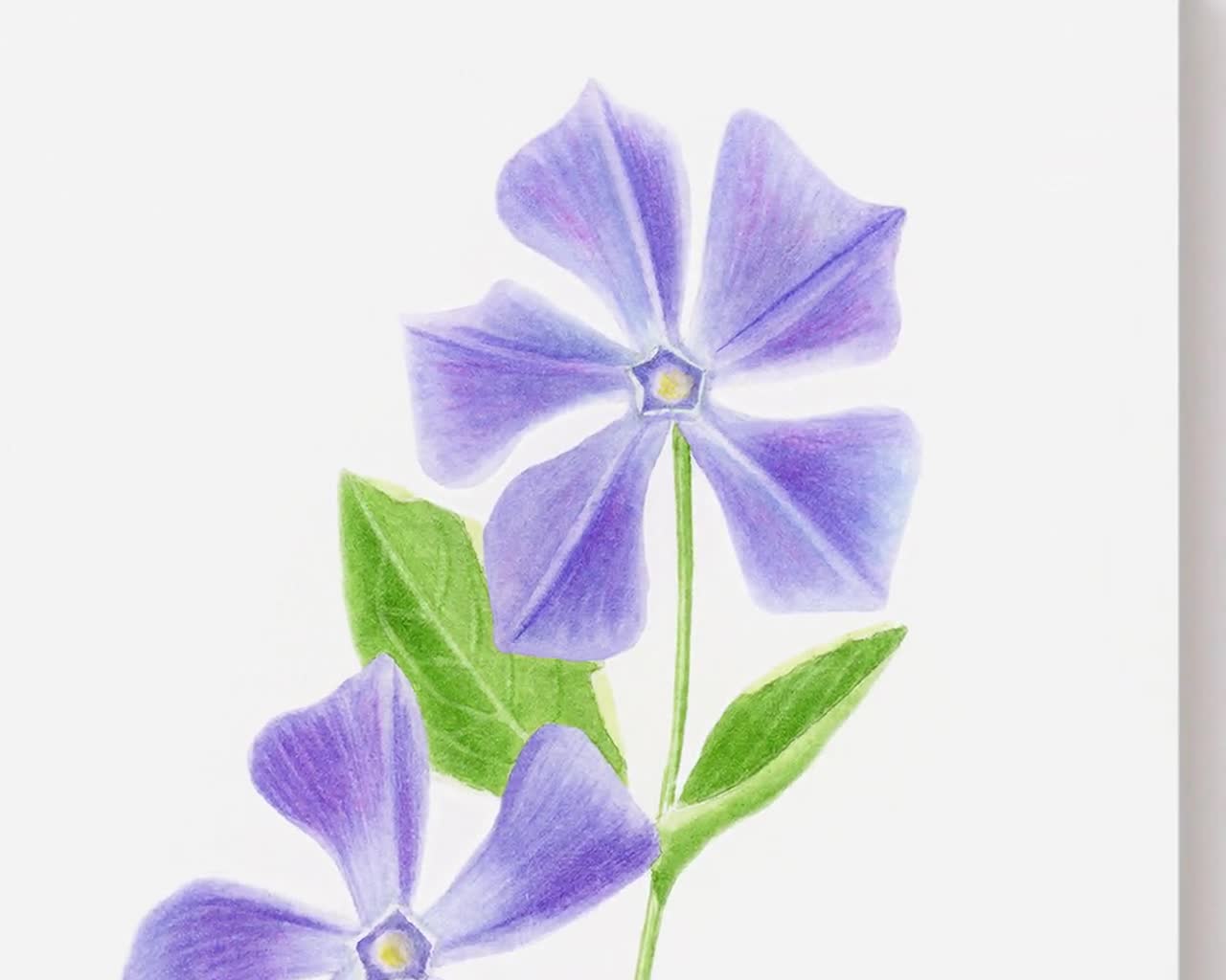 Madagascar Periwinkle Flower On White Background Stock Illustration -  Download Image Now - iStock